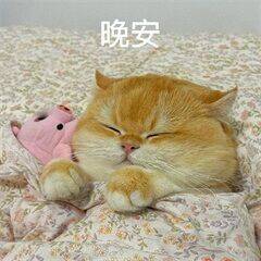 晚安宝们 睡觉啦 好梦~🌙-今天就到这里，早点休息了早起的宝，可以爬楼看看～ 