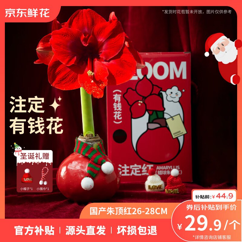 29.9元 自营京东鲜花 蜡球朱顶红礼盒装