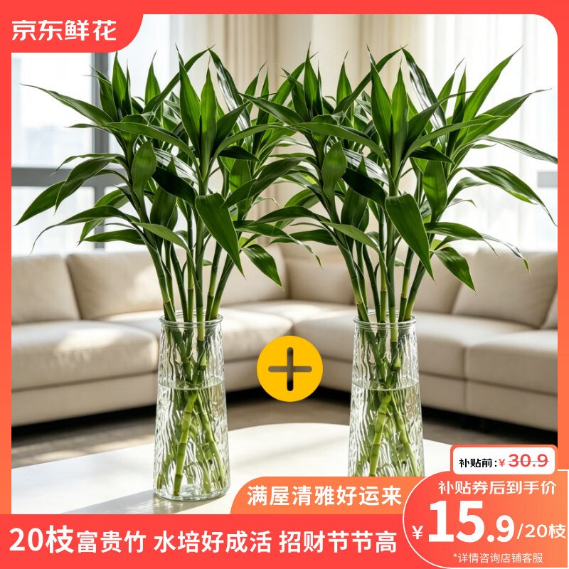 自营鲜花 精选富贵竹 20枝