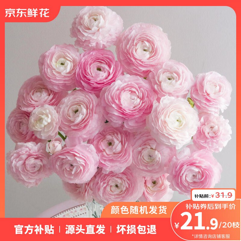 ToSpring 洋牡丹20枝（17支+3支放损耗）
