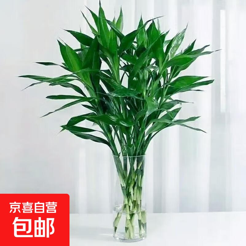 5.9元 海南富贵竹 5支/扎