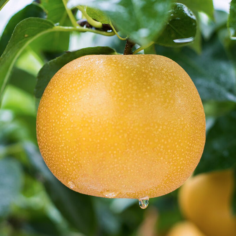 青青大地 正宗秋月梨净重4斤