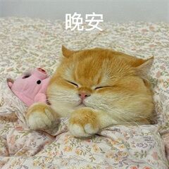 晚安宝们 睡觉啦 好梦~🌙愿你梦里有草原，醒来有坦途六六大顺，万事一马平川