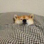 晚安宝们 睡觉啦 好梦~🌙-今天就到这里，早点休息了早起的宝，可以爬楼看看～